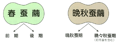 春蚕繭、晩秋蚕繭